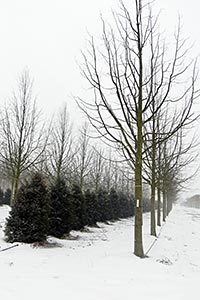 Аллейное (стандартное) дерево по FLL и ENA - прямой центральный проводник через всю крону и наличие штамба высотой не менее 2,2 м – Hochstamm (нем.), Standard Tree (англ.)