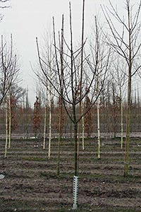 Такое дерево на полуштамбе не соответствует стандартам  ENA и FLL на аллейные деревья, и не выращивается питомниками, работающими по этим нормативам.