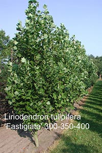 Тюльпановое дерево от питомника Marken относится к температурной зоне 6а, а значит в условиях Подмосковья неприменимо.