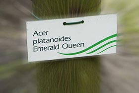 Клен остролистный «Emerald Queen» от питомника Bruns относится к температурной зоне 4, а значит вполне применим в условиях Подмосковья.