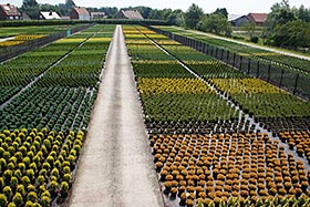 Бельгийский питомник Willy De Nolf специализируется на растениях в контейнерах.