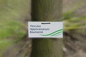 Индивидуальная маркировка растений в питомнике Bruns.