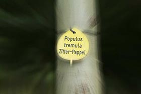 Переезд Populus tremula (2 климатическая зона) от Lappen из 8 климатической зоны в Подмосковную 4 зону. «За» и «против».