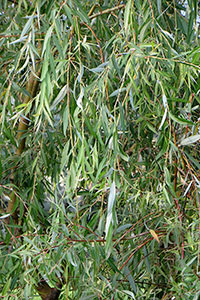 Листва Salix alba Tristis – Vitelline