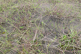 Salix purpurea pendula – на фото видна изначальная частота посадки на “ковровое покрытие”