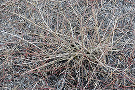 Salix purpurea pendula – на фото через 3 года после высадки из контейнера c3 весной