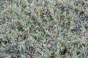 Salix purpurea pendula – летнее фото с близкого расстояния показывает густоту “коврового”покрова.