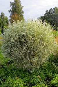 Ива Койота  (Salix exigua) в демонстрационном саду питомника Гринэри. Её своевременная стрижка - основа габитуса.