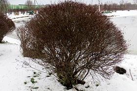 Ива пурпурная  Нана (Salix purpurea nana)- структура ветвей.