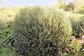 “Маяк 1или 2” Salix ledebouriana x S. purpurea hybrida Sukaszewii в питомнике Гринэри летом.