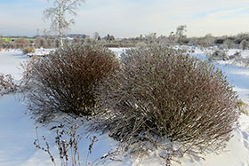 “Маяк 1или 2” Salix ledebouriana x S. purpurea hybrida Sukaszewii в питомнике Гринэри зимой.