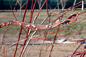 Весенние молодые побеги Ивы удской – сахалинской - Salix udensis Trautv. et С. А. Меуеr =  S. sachalinensis Fr. Schmidt 