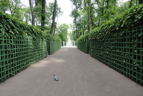 Летнем саду Санкт-Петербурга большое количество живых изгородей, выполненных из липы