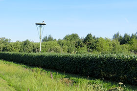 Живая изгородь из боярышника Crataegus Coccinea посажена в 2 ряда в питомнике декоративных культур «Гринэри»