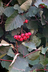 Боярышник мягковатый (полумягкий) Crataegus submollis – листья и плоды