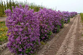 Сирень венгерская в период цветения – готовый модульный элемент живой изгороди в европейском питомнике