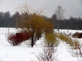 Зимняя раскраска растений в питомнике «ГРИНЭРИ»