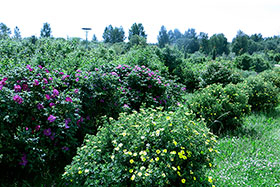 Одно из направлений питомника «ГРИНЭРИ» - выращивание крупномерных красивоцветущих кустарников